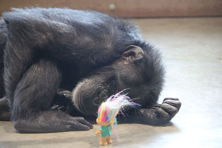 Esta chimpancé con un pasado muy oscuro encuentra la felicidad de esta forma. Hermoso y trágico 6