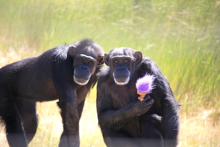 Esta chimpancé con un pasado muy oscuro encuentra la felicidad de esta forma. Hermoso y trágico 7