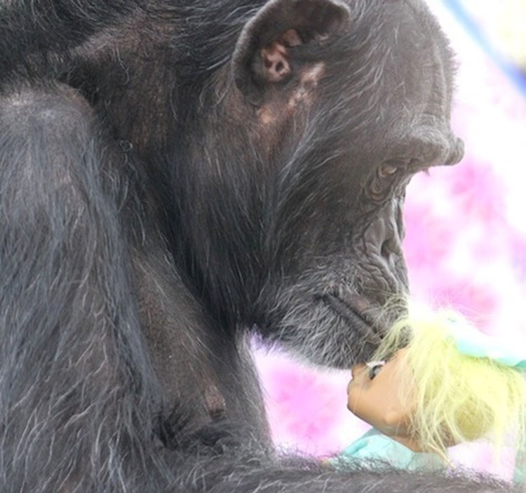 Esta chimpancé con un pasado muy oscuro encuentra la felicidad de esta forma. Hermoso y trágico 3