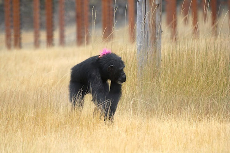 Esta chimpancé con un pasado muy oscuro encuentra la felicidad de esta forma. Hermoso y trágico 4