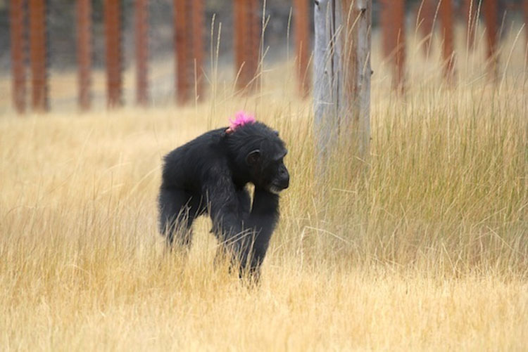 Esta chimpancé con un pasado muy oscuro encuentra la felicidad de esta forma. Hermoso y trágico 9