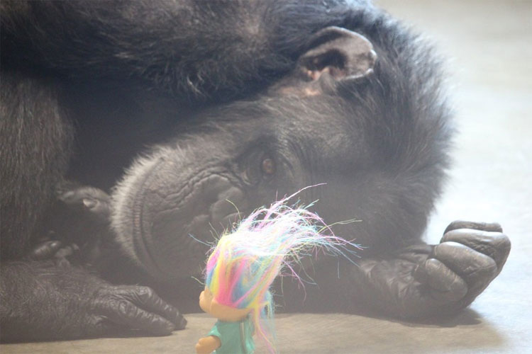 Esta chimpancé con un pasado muy oscuro encuentra la felicidad de esta forma. Hermoso y trágico 5
