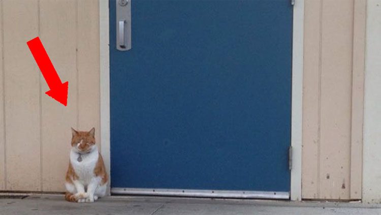 Este gato espera aquí todos los días. ¿Y cuando la puerta se abre? Prepárate para una gran sorpresa 1