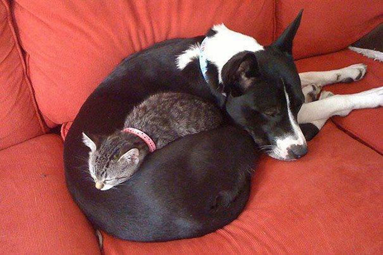 10 Gatos a los que les encanta utilizar a perros como almohadas. La #9 es la pareja perfecta