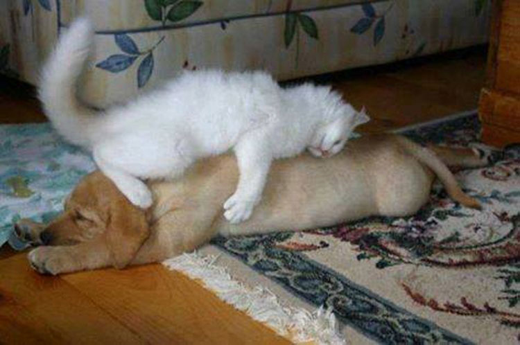 10 Gatos a los que les encanta utilizar a perros como almohadas. La #9 es la pareja perfecta