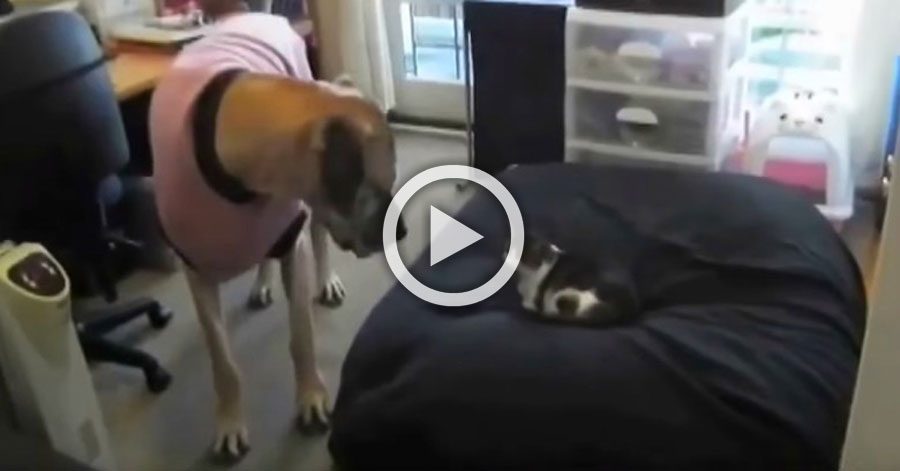 Cuando estos perros encuentran un gato en sus camas sus reacciones son extremadamente DIVERTIDAS