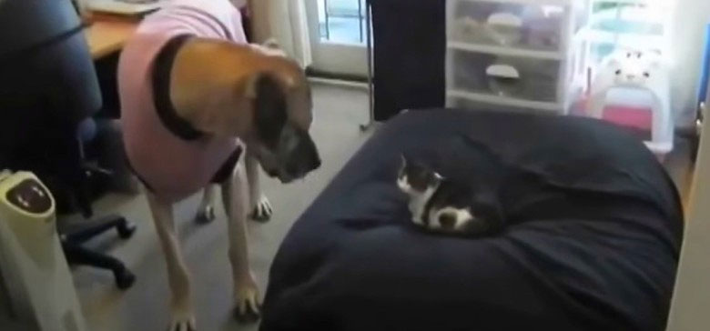 Cuando estos perros encuentran un gato en sus camas sus reacciones son extremadamente DIVERTIDAS