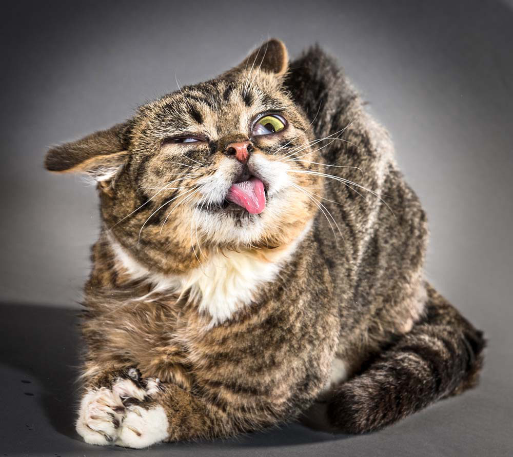 Divertidos retratos de gatos fotografiados cuando se están sacudiendo. ¡Preciosos!