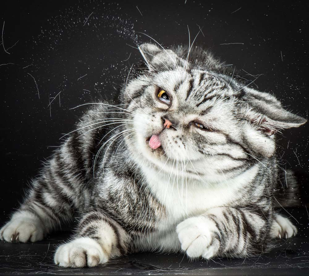 Divertidos retratos de gatos fotografiados cuando se están sacudiendo. ¡Preciosos!