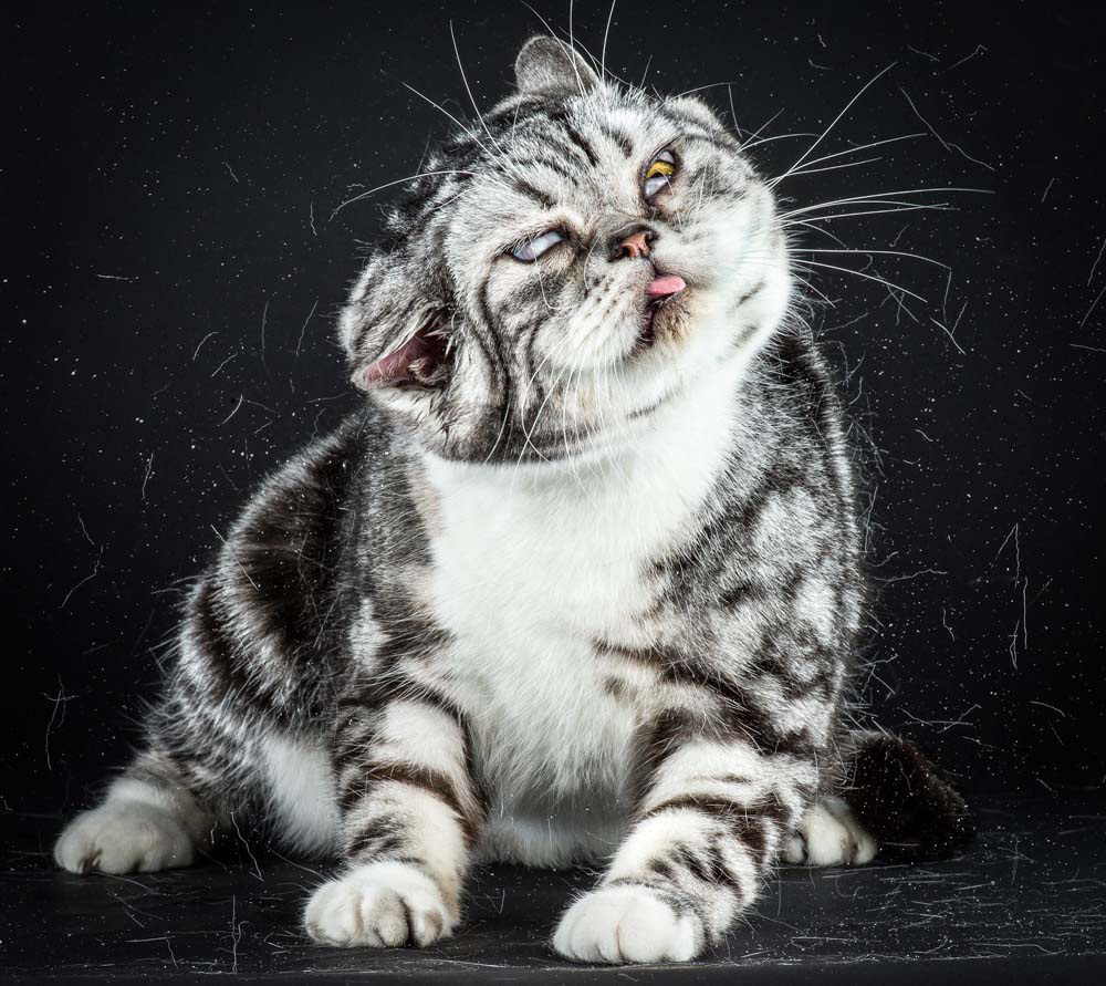 Divertidos retratos de gatos fotografiados cuando se están sacudiendo. ¡Preciosos!