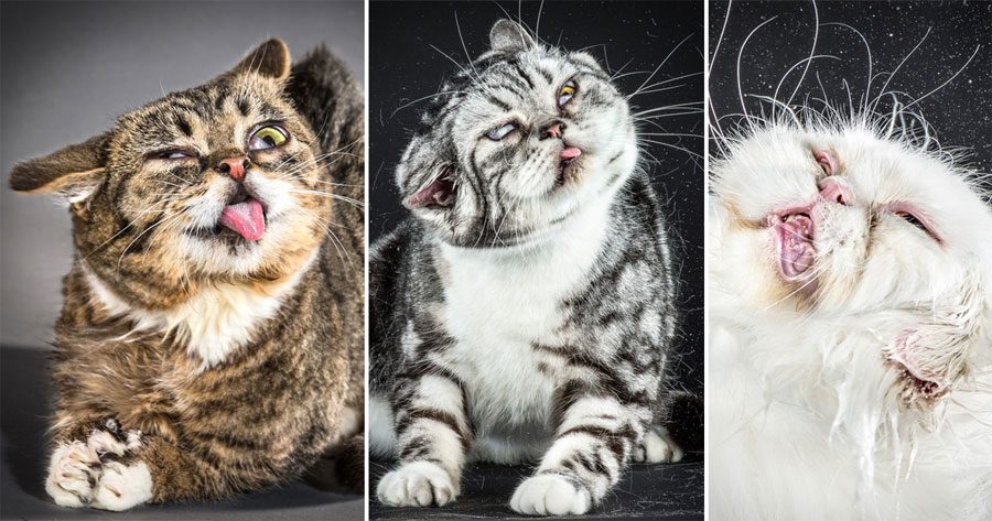 Divertidps retratos de gatos fotografiados cuando se están sacudiendo. ¡Preciosos!