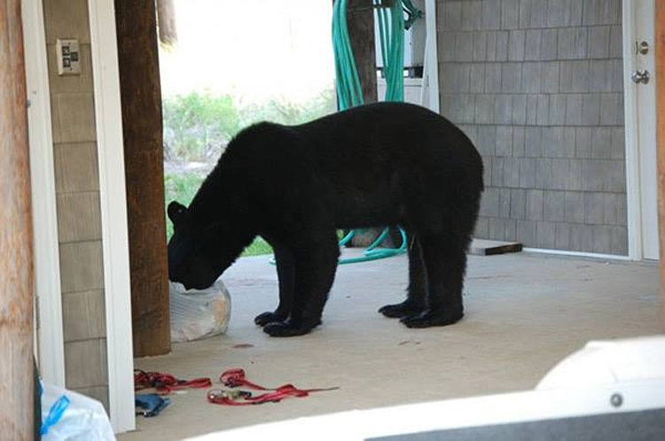 Este hombre saltó al agua para salvar del ahogamiento a un oso de 180 kilos