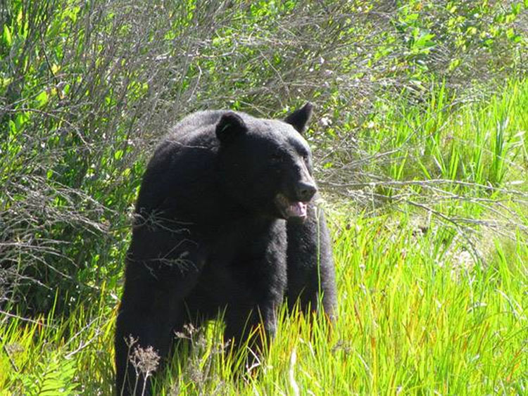 Este hombre saltó al agua para salvar del ahogamiento a un oso de 180 kilos