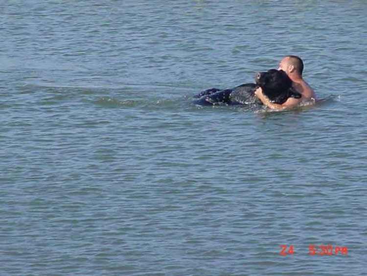 Este hombre saltó al agua para salvar del ahogamiento a un oso de 180 kilos