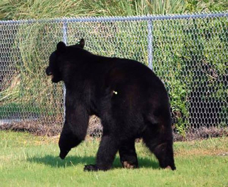 Este hombre saltó al agua para salvar del ahogamiento a un oso de 180 kilos