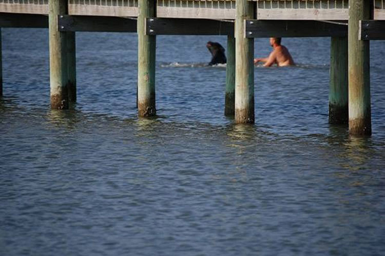 Este hombre saltó al agua para salvar del ahogamiento a un oso de 180 kilos