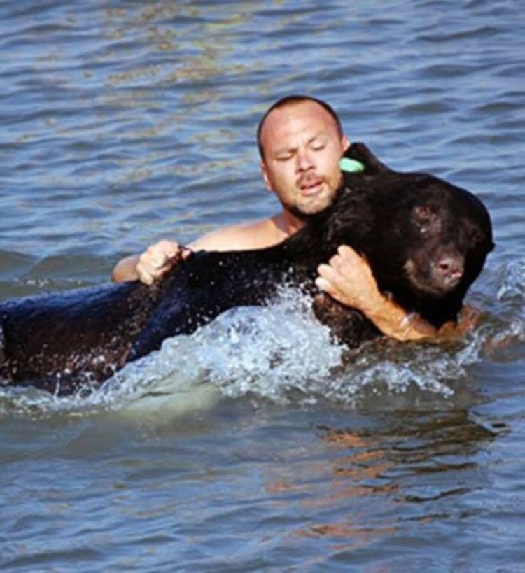 Este hombre saltó al agua para salvar del ahogamiento a un oso de 180 kilos