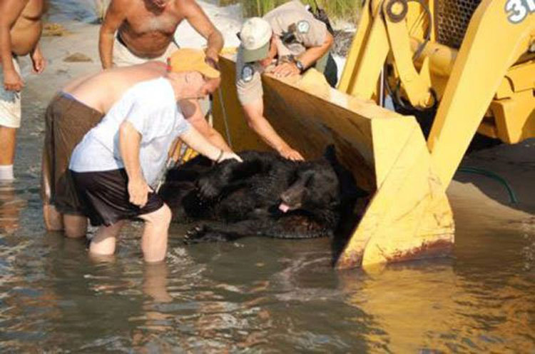 Este hombre saltó al agua para salvar del ahogamiento a un oso de 180 kilos