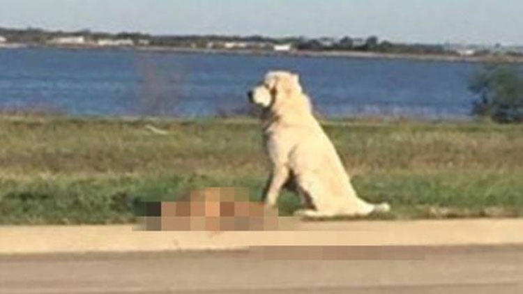 Desgarradora foto que captura la infinita lealtad de un perro. Esta es la historia...