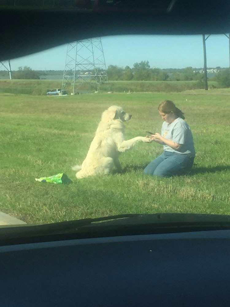 Desgarradora foto que captura la infinita lealtad de un perro. Esta es la historia...