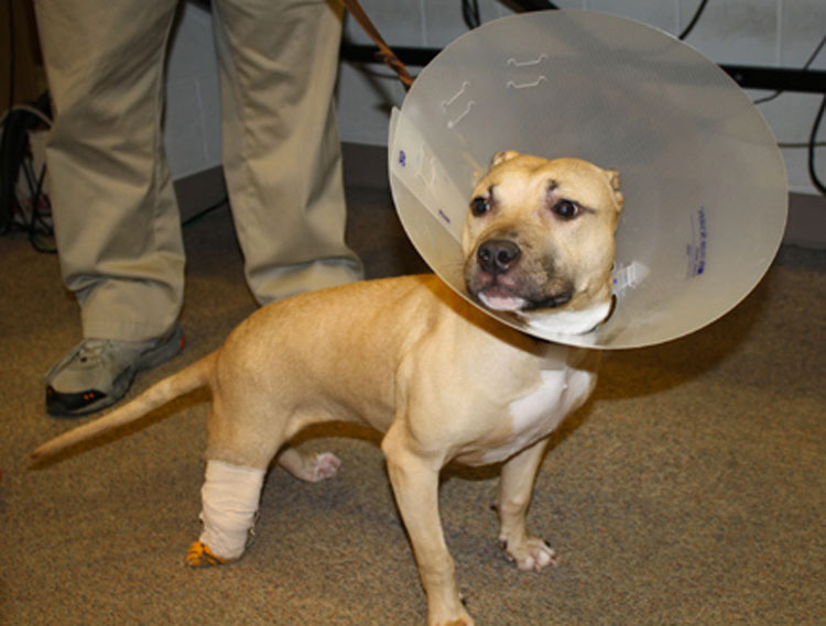 Un "veterinario" sin licencia corta las orejas y una pata a este perro... y sale en libertad 3