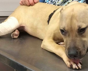 Un "veterinario" sin licencia corta las orejas y una pata a este perro... y sale en libertad