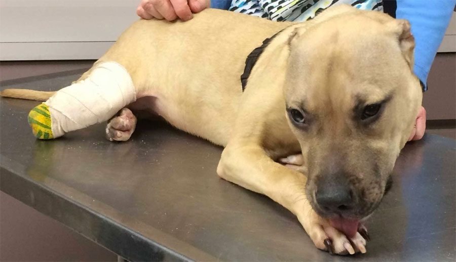 Un "veterinario" sin licencia corta las orejas y una pata a este perro... y sale en libertad
