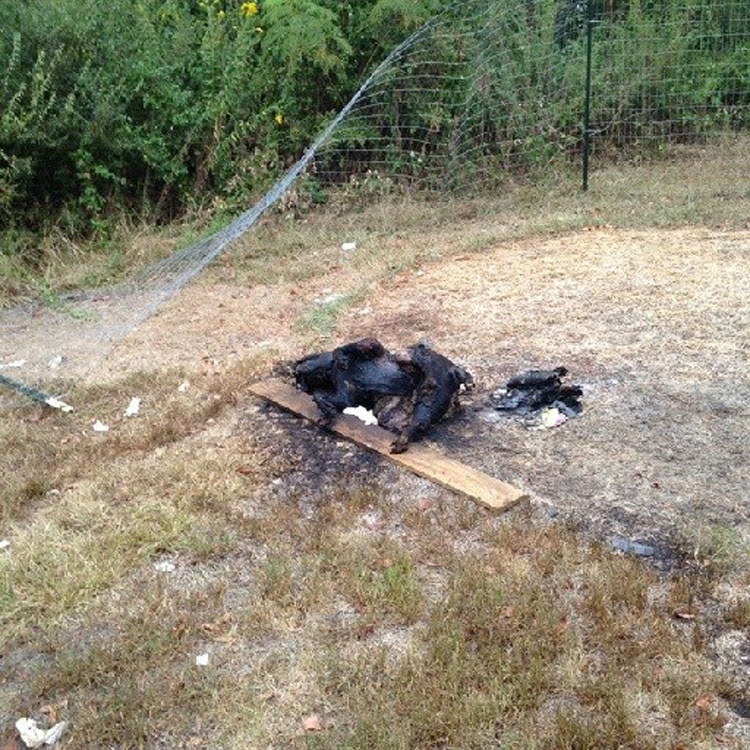 Este hombre mató a un perro de la peor forma imaginable y ha sido multado con SÓLO 327 dólares