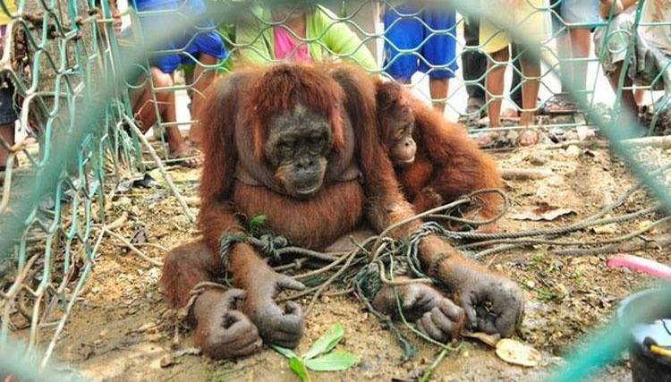 Esta madre orangután fue torturada por los aldeanos por tratar de alimentar a su bebé