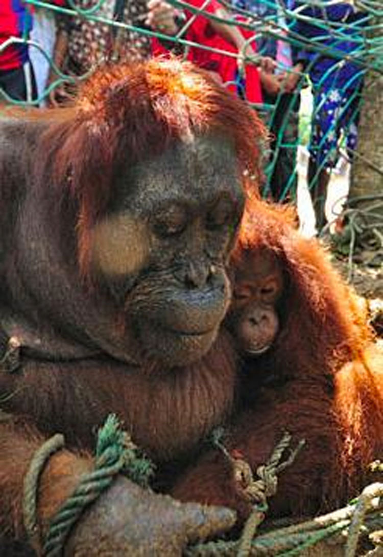 Esta madre orangután fue torturada por los aldeanos por tratar de alimentar a su bebé