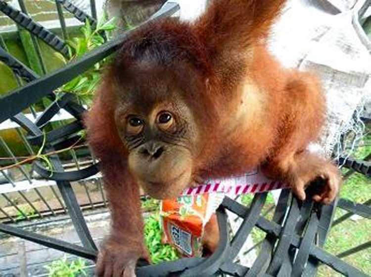 Esta madre orangután fue torturada por los aldeanos por tratar de alimentar a su bebé