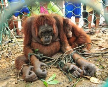 Esta madre orangután fue torturada por los aldeanos por tratar de alimentar a su bebé