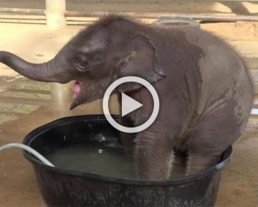 Este elefante bebé hace el "gamberro" a la hora del baño... Hasta que mamá dice basta