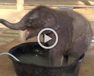 Este elefante bebé hace el "gamberro" a la hora del baño... Hasta que mamá dice basta 3 Este elefante bebé hace el "gamberro" a la hora del baño... Hasta que mamá dice basta