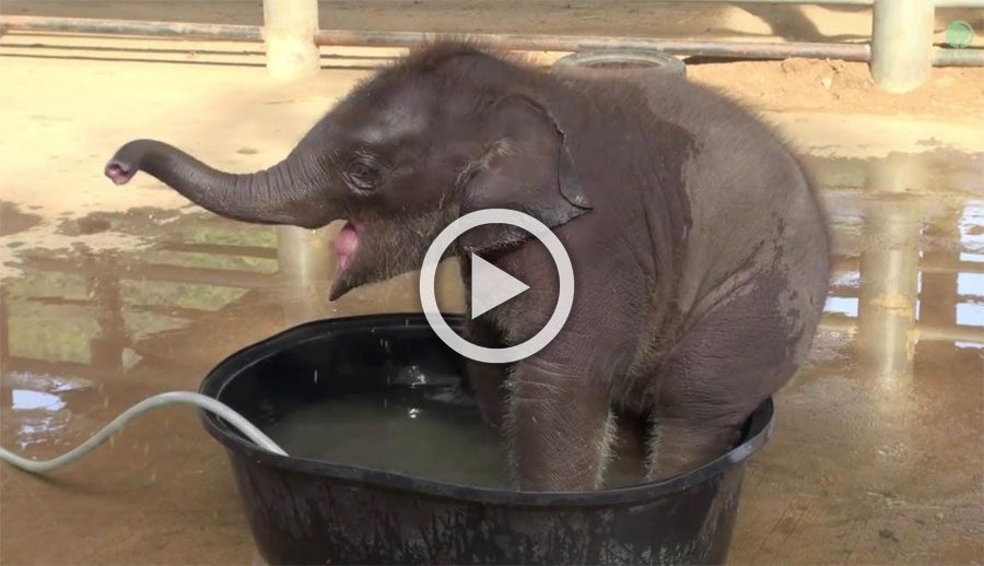 Este elefante bebé hace el "gamberro" a la hora del baño... Hasta que mamá dice basta