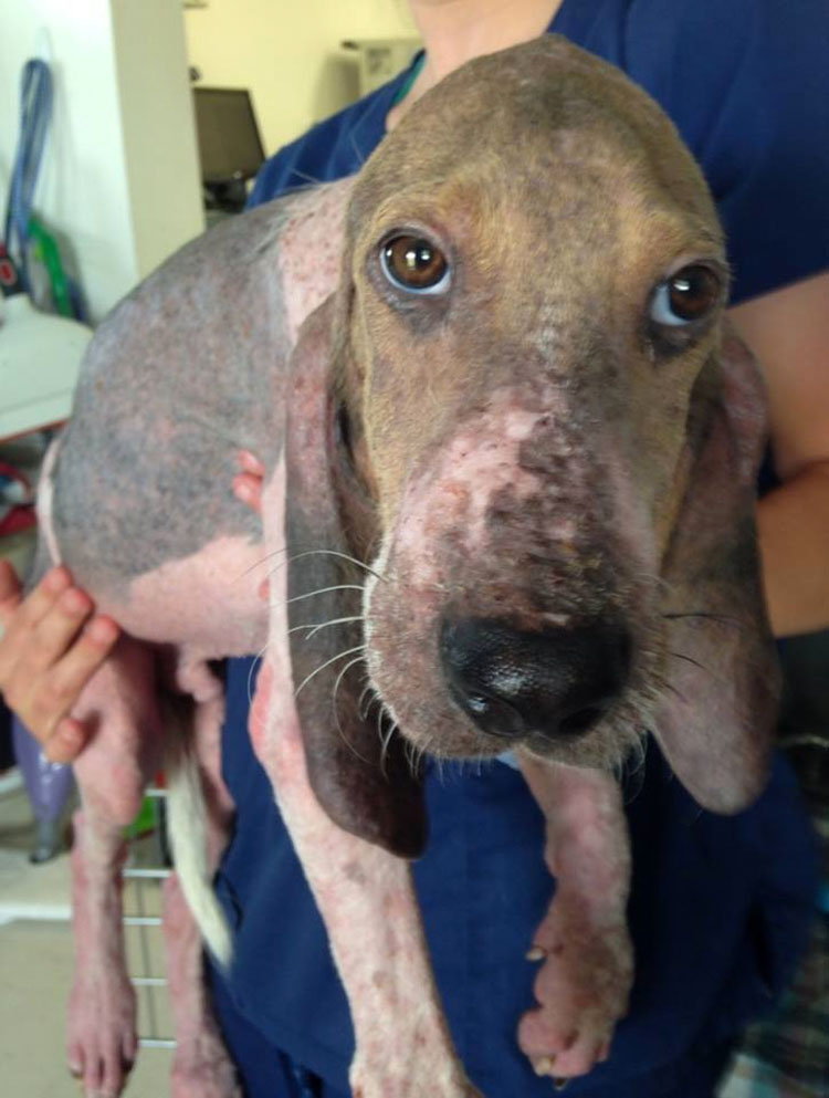 Este moribundo cachorro encontrado solo en un bosque tiene una transformación milagrosa