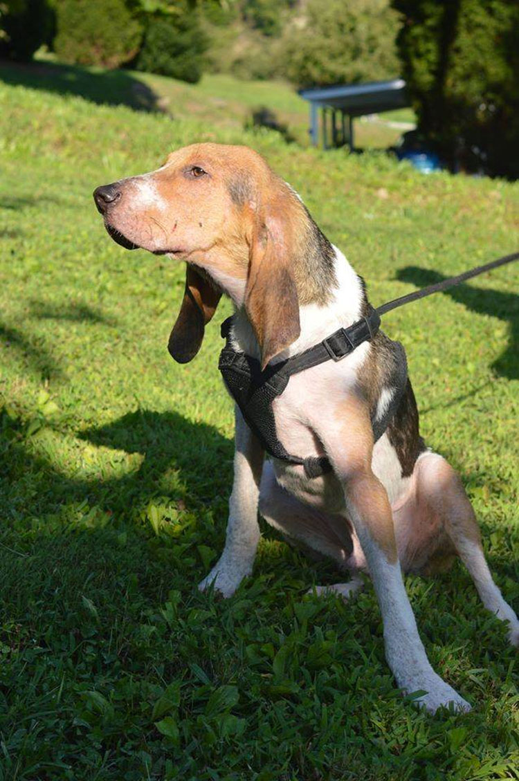 Este moribundo cachorro encontrado solo en un bosque tiene una transformación milagrosa