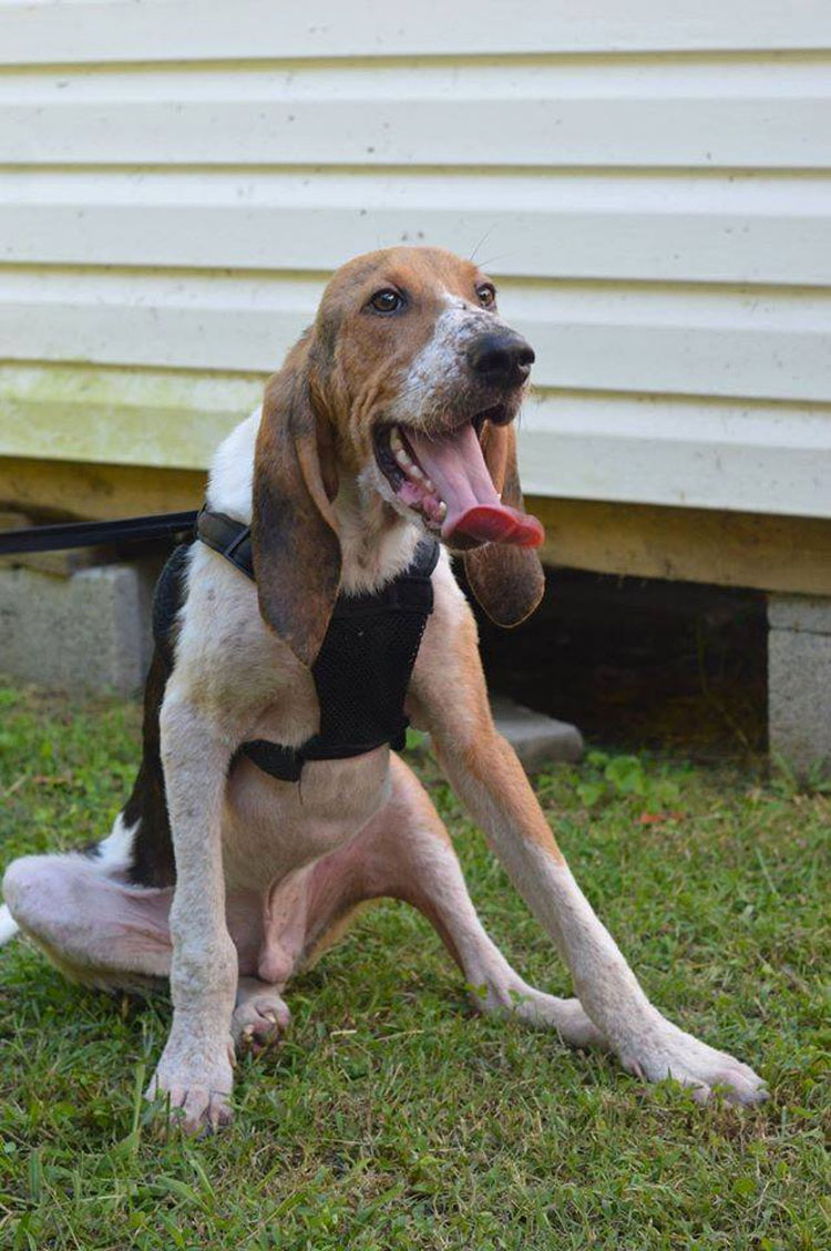 Este moribundo cachorro encontrado solo en un bosque tiene una transformación milagrosa