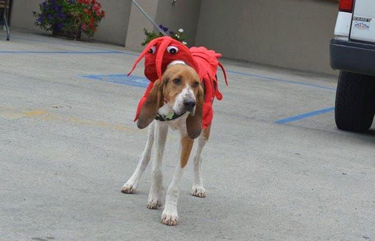 Este moribundo cachorro encontrado solo en un bosque tiene una transformación milagrosa