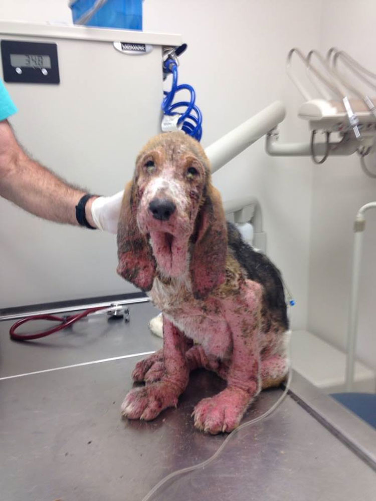 Este moribundo cachorro encontrado solo en un bosque tiene una transformación milagrosa