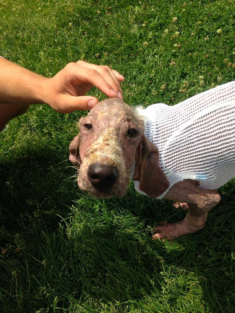 Este moribundo cachorro encontrado solo en un bosque tiene una transformación milagrosa