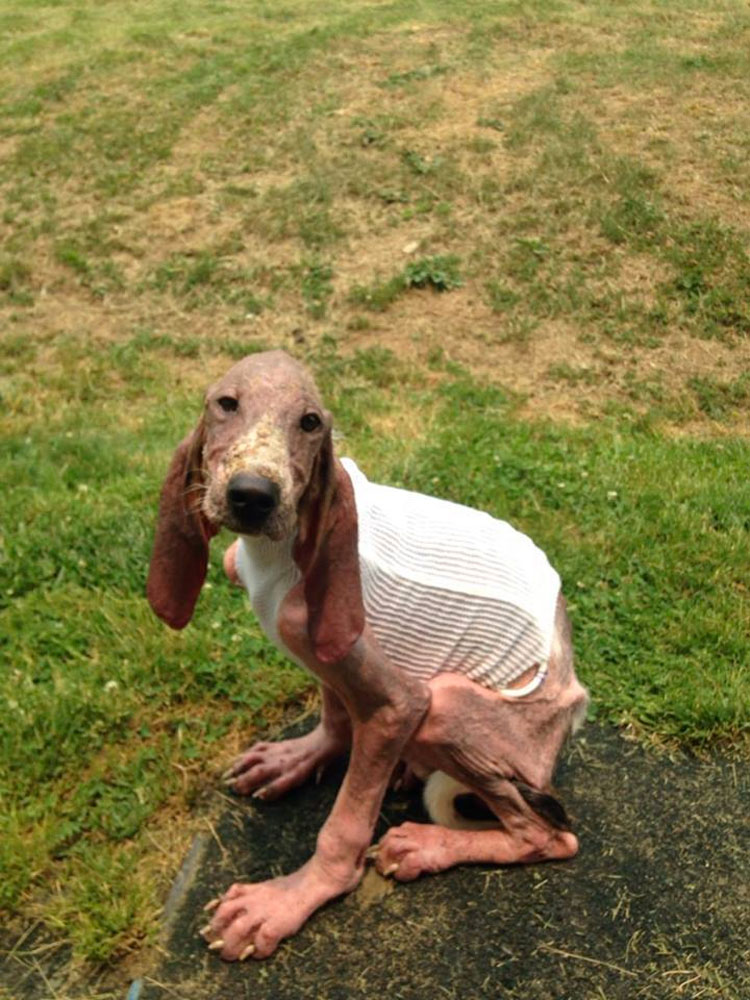 Este moribundo cachorro encontrado solo en un bosque tiene una transformación milagrosa