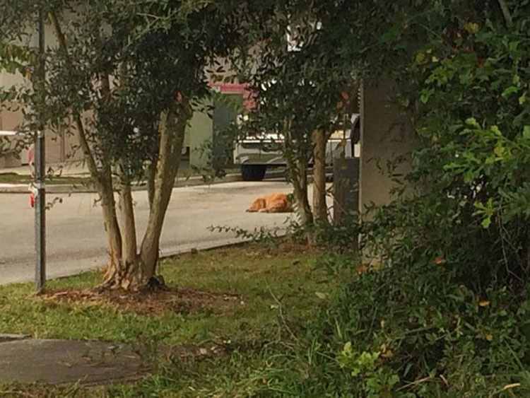 Este perro se niega a dejar de estar al lado de su dueña después de un trágico accidente 4