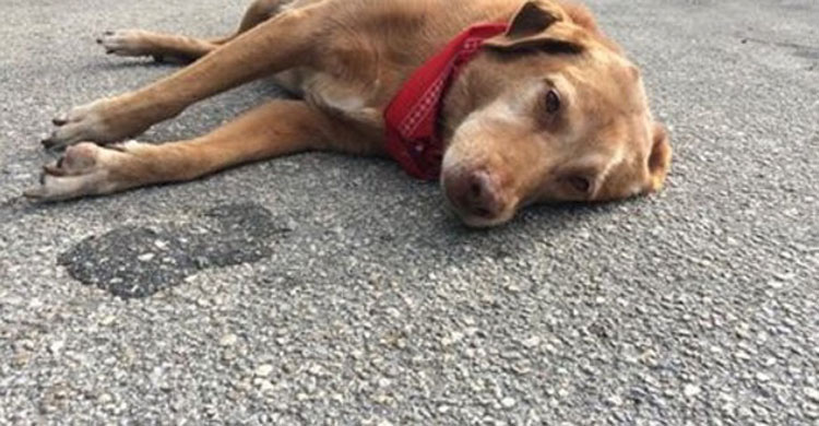 Este perro se niega a dejar de estar al lado de su dueña después de un trágico accidente 2