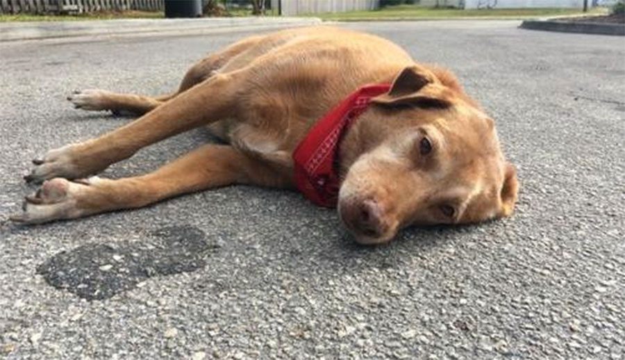 Este perro se niega a dejar de estar al lado de su dueña después de un trágico accidente