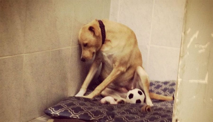Este perro regresó a la perra que está tan triste que no puede ni caminar