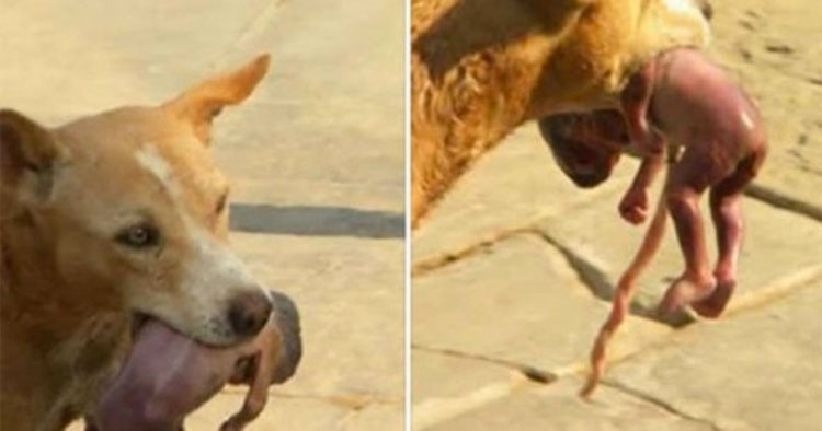 Perro callejero salva a un recién nacido arrojado a la basura. ¡Imágenes impactantes!