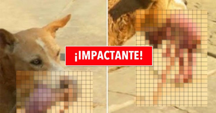 Perro callejero salva a un recién nacido arrojado a la basura. ¡Imágenes impactantes!
