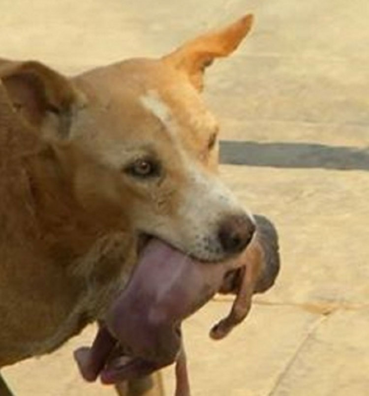 Perro callejero salva a un recién nacido arrojado a la basura. ¡Imágenes impactantes!