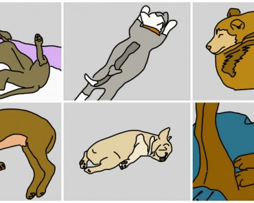 La posición en la que tu perro duerme revela secretos sobre su personalidad. ¡Fascinante!